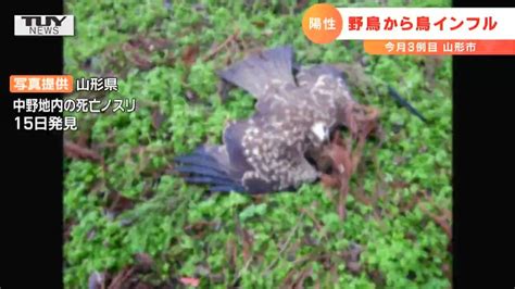 鳥死亡|死亡した野鳥をみつけた場合は